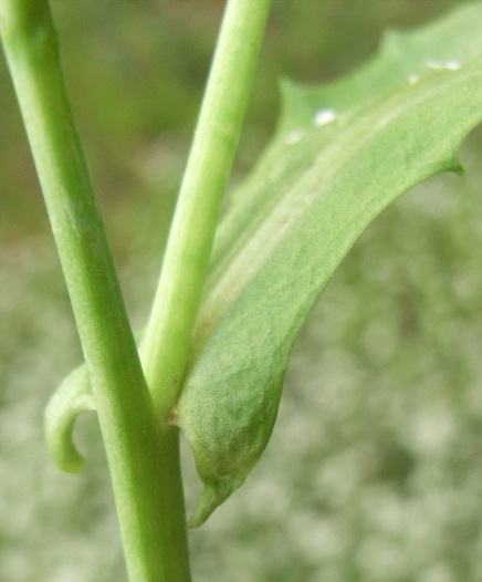 Calepina irregularis